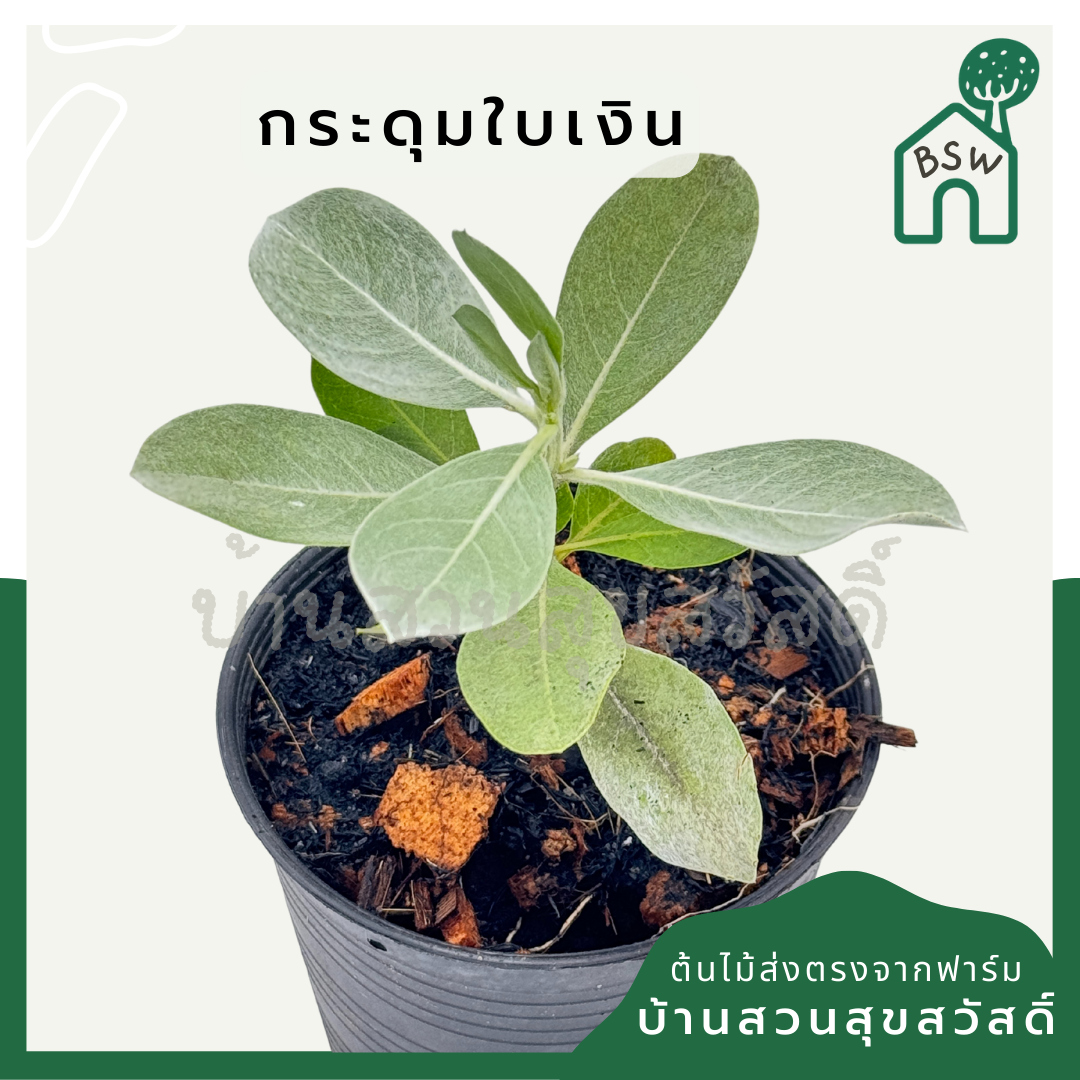 กระดุมใบเงิน พร้อมกระถาง 4 นิ้ว