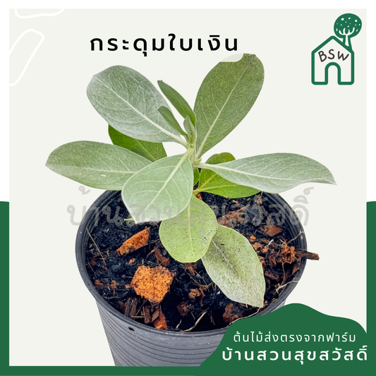 กระดุมใบเงิน พร้อมกระถาง 4 นิ้ว