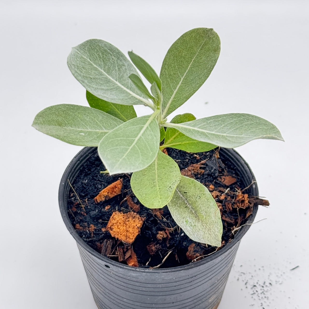 กระดุมใบเงิน พร้อมกระถาง 4 นิ้ว