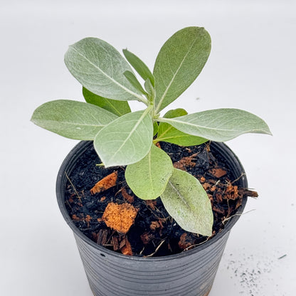 กระดุมใบเงิน พร้อมกระถาง 4 นิ้ว