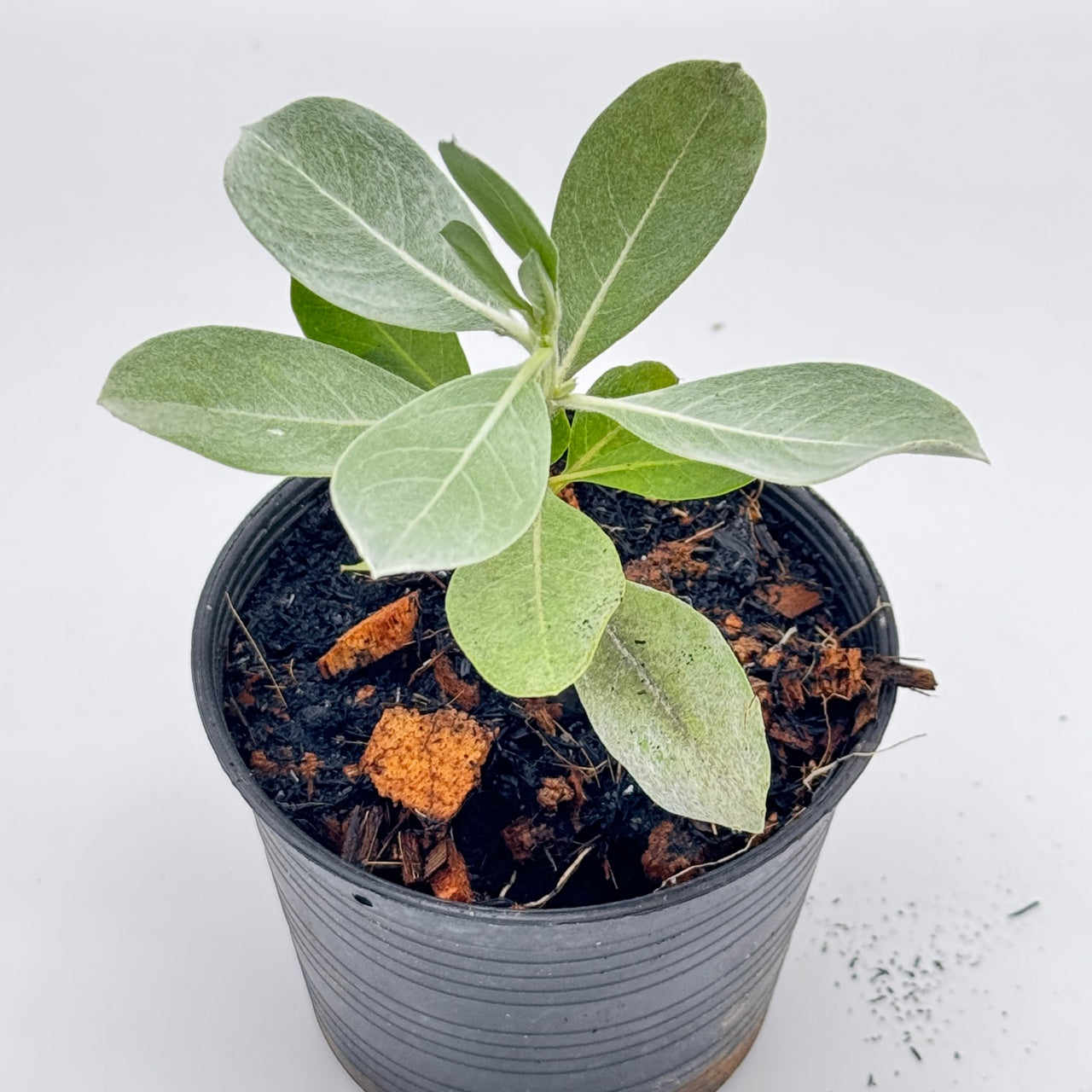 กระดุมใบเงิน พร้อมกระถาง 4 นิ้ว