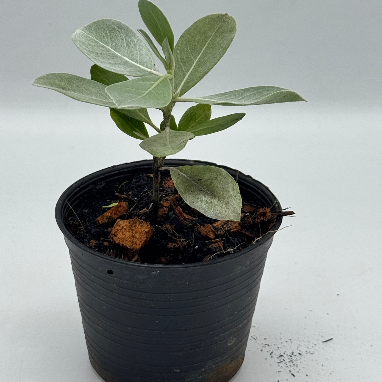 กระดุมใบเงิน พร้อมกระถาง 4 นิ้ว