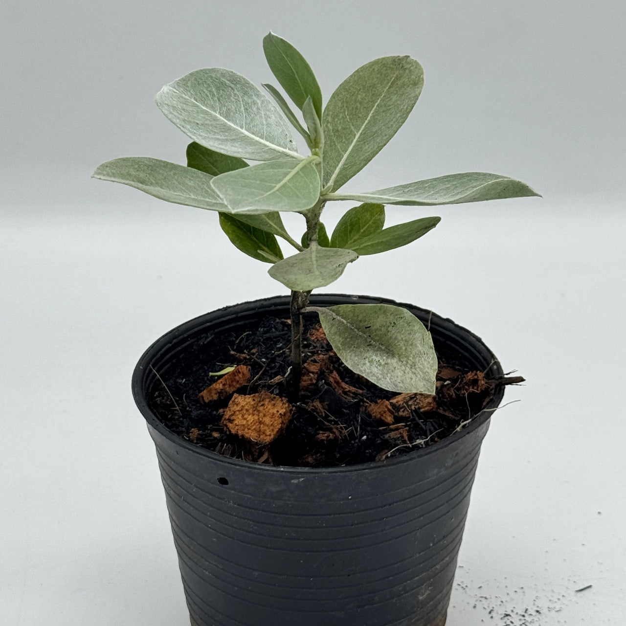 กระดุมใบเงิน พร้อมกระถาง 4 นิ้ว