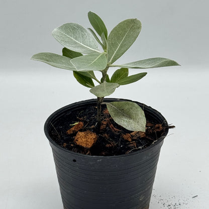 กระดุมใบเงิน พร้อมกระถาง 4 นิ้ว