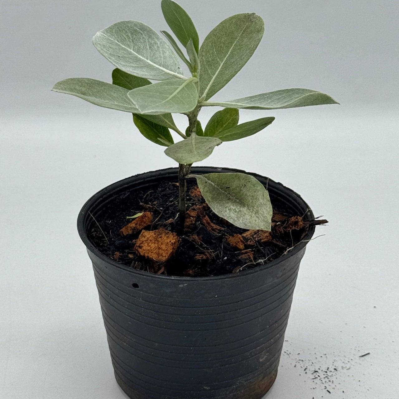 กระดุมใบเงิน พร้อมกระถาง 4 นิ้ว