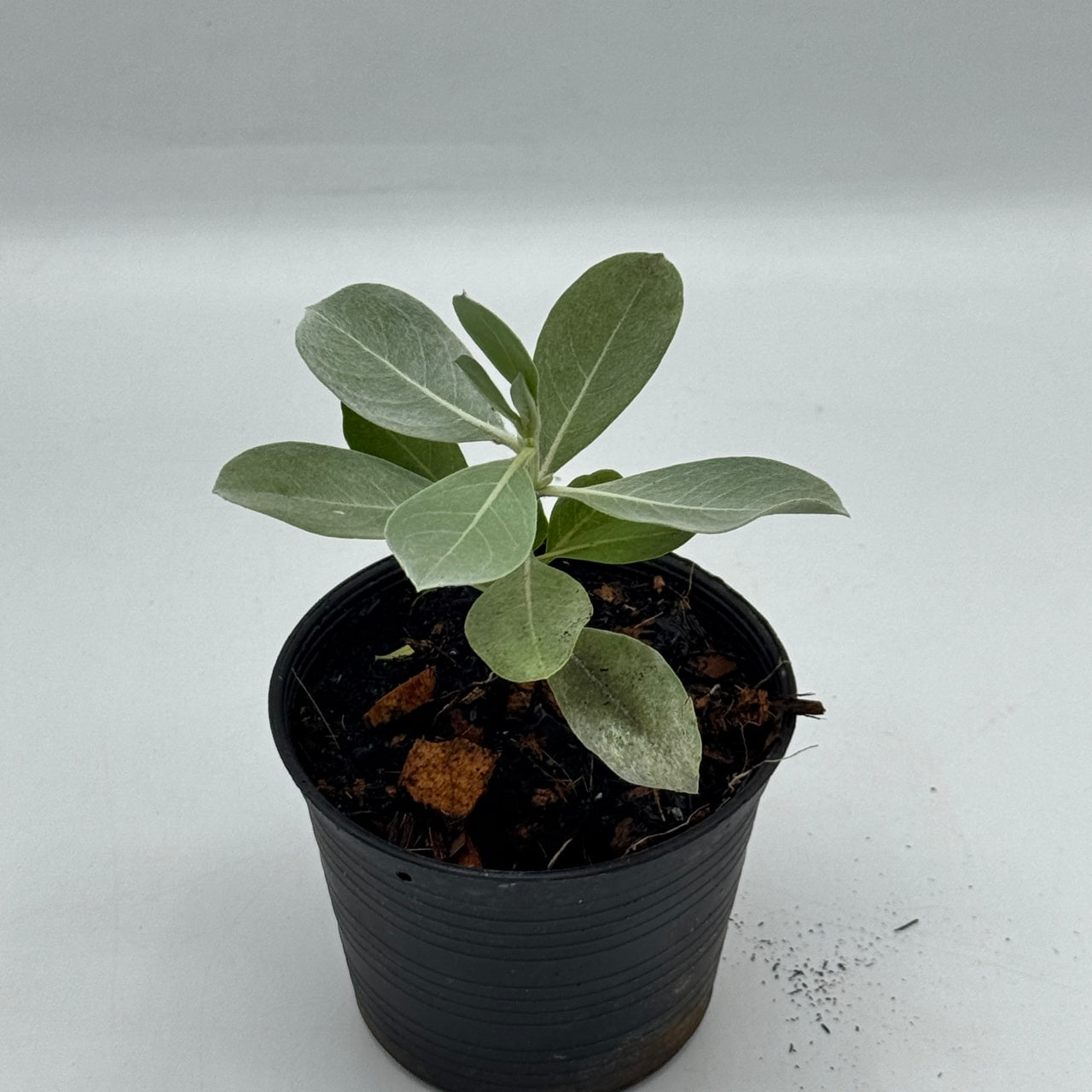 กระดุมใบเงิน พร้อมกระถาง 4 นิ้ว