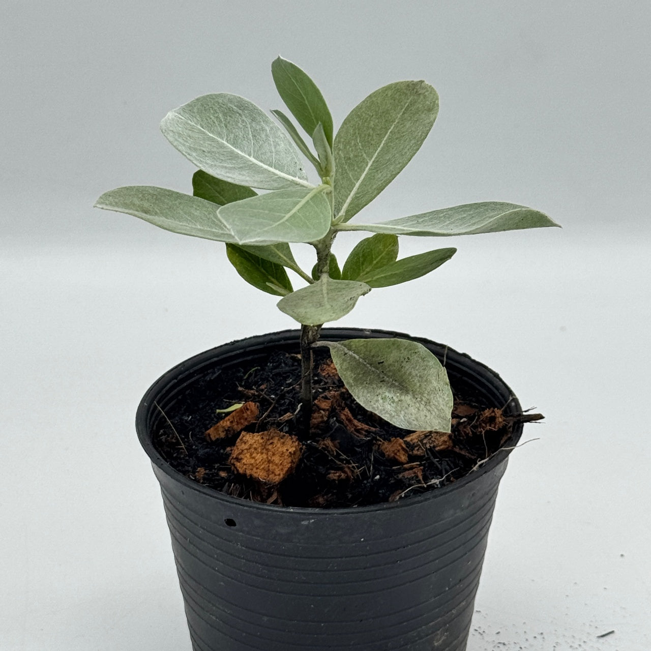 กระดุมใบเงิน พร้อมกระถาง 4 นิ้ว