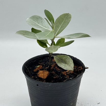 กระดุมใบเงิน พร้อมกระถาง 4 นิ้ว