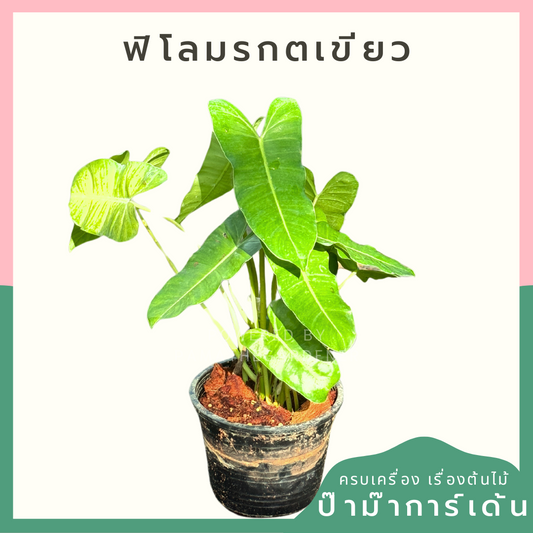 ฟิโลมรกตเขียว 6 นิ้ว