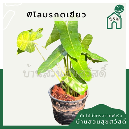ฟิโลมรกตเขียว 6 นิ้ว