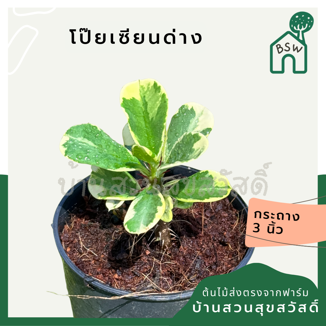 โป๊ยเซียนด่าง พร้อมกระถาง 3 นิ้ว