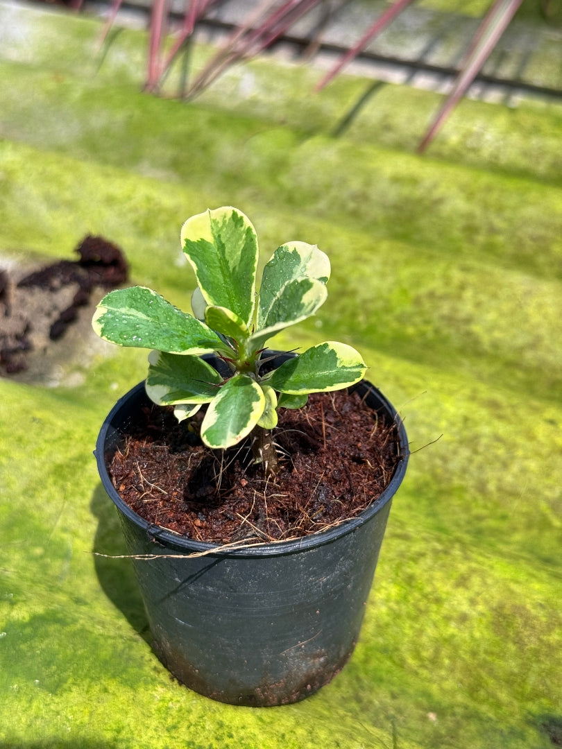 โป๊ยเซียนด่าง พร้อมกระถาง 3 นิ้ว