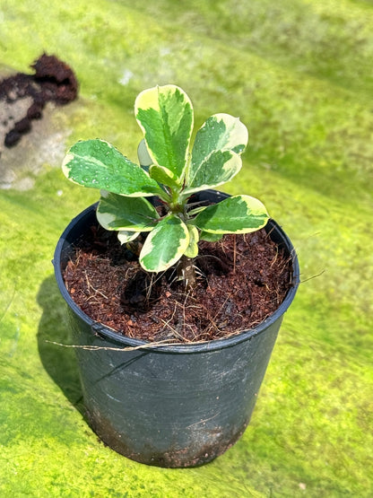 โป๊ยเซียนด่าง พร้อมกระถาง 3 นิ้ว