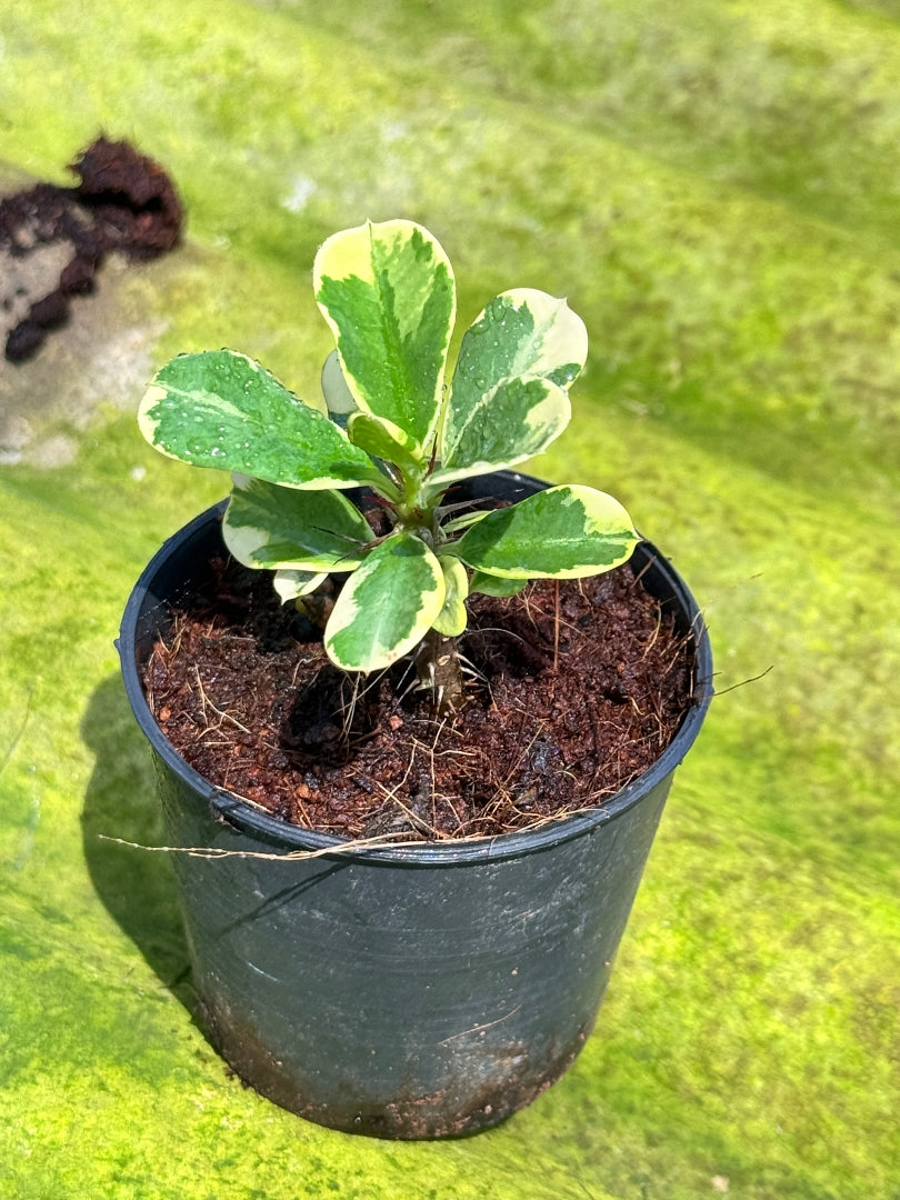 โป๊ยเซียนด่าง พร้อมกระถาง 3 นิ้ว