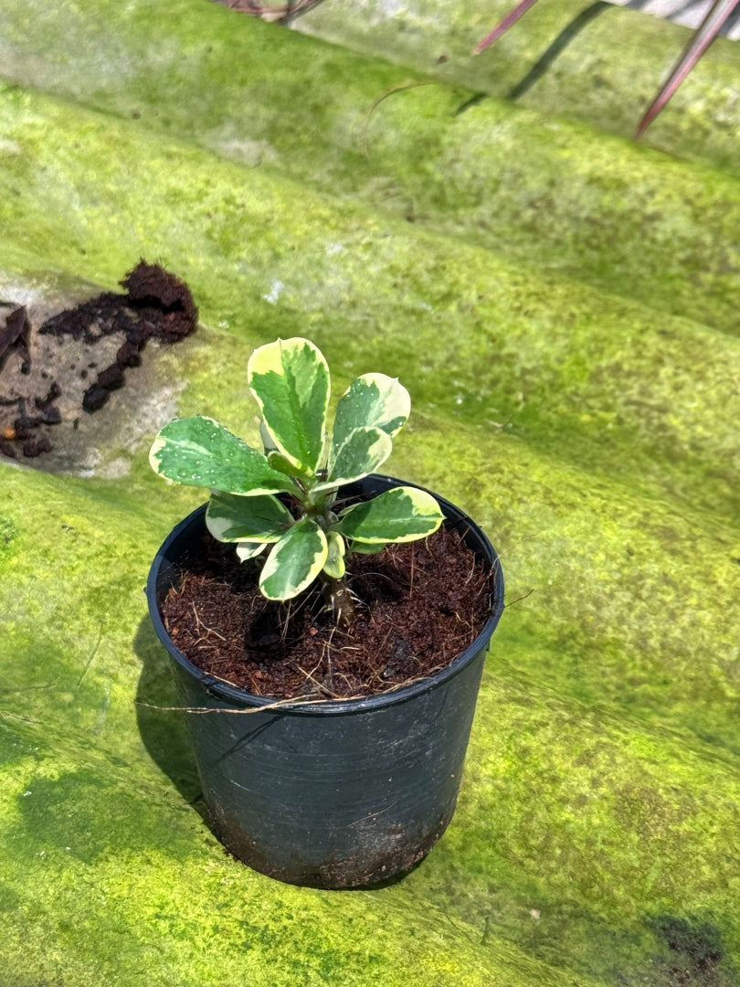 โป๊ยเซียนด่าง พร้อมกระถาง 3 นิ้ว