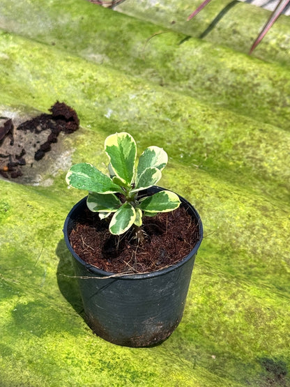 โป๊ยเซียนด่าง พร้อมกระถาง 3 นิ้ว