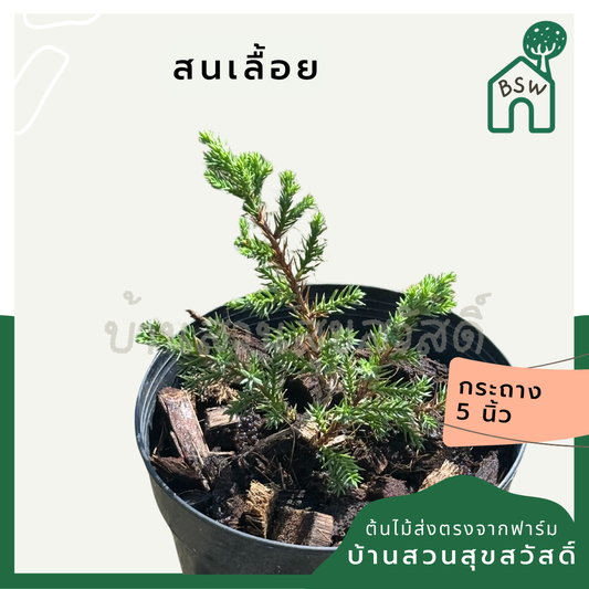สนเลื้อยแคระ พร้อมกระถาง 5 นิ้ว