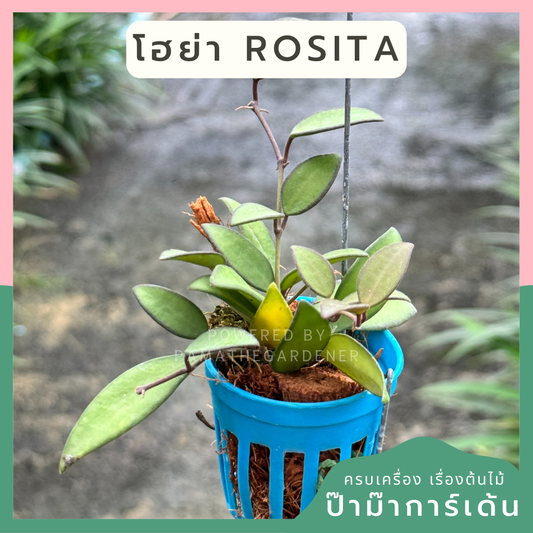 โฮย่า โรซิต้า Hoya Rosita กระถางสี 1 นิ้ว พร้อมลวดแขวน