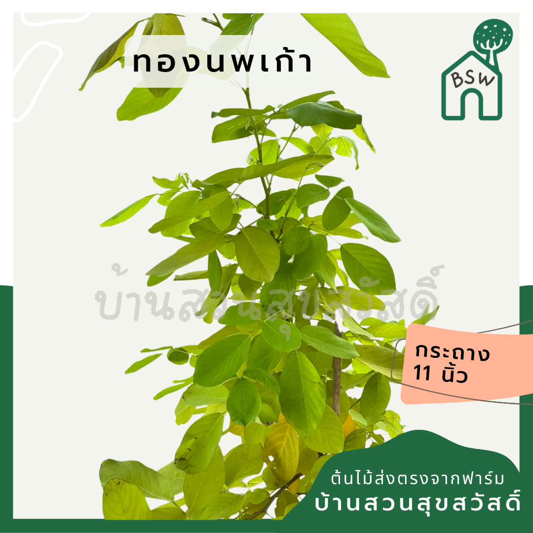 ต้นทองนพเก้า กระถาง 11 นิ้ว  เป็นไม้แดด