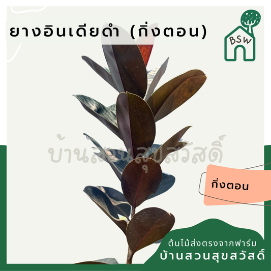 ยางอินเดียดำ (กิ่งตอน) ตุ้มตอนรากเดินดี รากขาว ใบใหญ่สวย