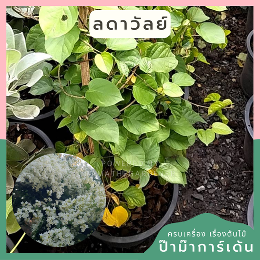 ต้นลดาวัลย์ ดอกสีขาว บานสะพรั่ง