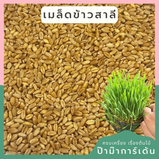 เมล็ดข้าวสาลี คัดเกรด หญ้าแมว Cat Glass