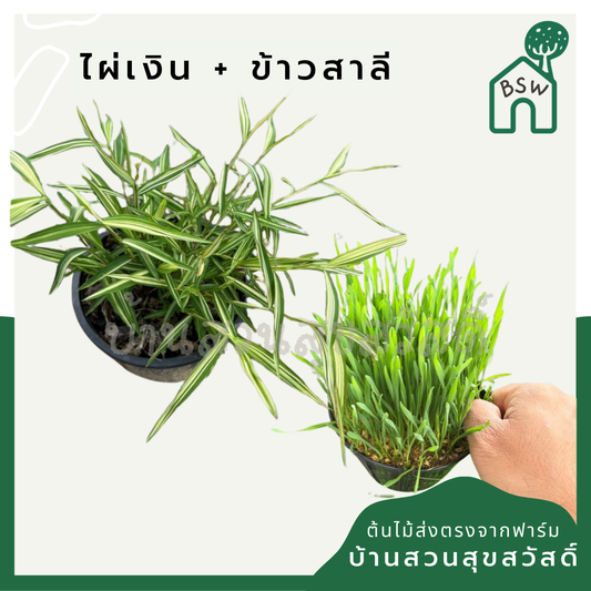 แพ็คคู่ ไผ่เงิน + ข้าวสาลี