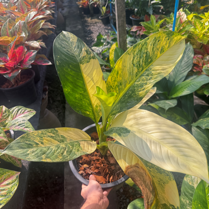 เศรษฐีวิลสันด่าง (Dieffenbachia Variegated)