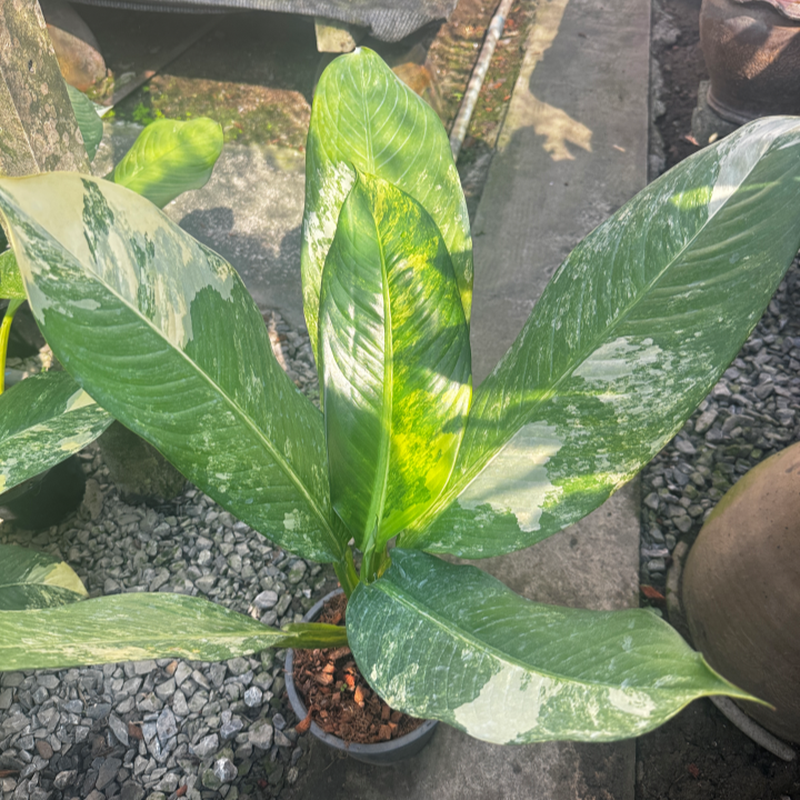 เศรษฐีวิลสันด่าง (Dieffenbachia Variegated)