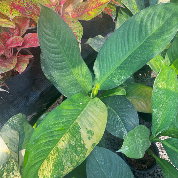 เศรษฐีวิลสันด่าง (Dieffenbachia Variegated)
