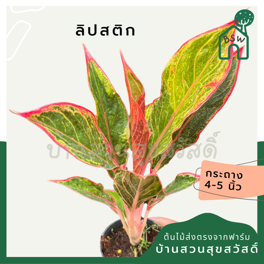 อโกลนีม่า ลิปสติก ส่งพร้อมกระถาง