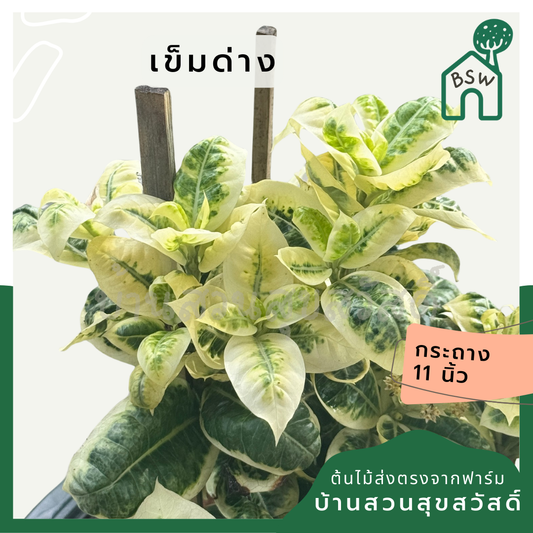 เข็มด่าง กระถาง 11 นิ้ว ต้นเข็มด่าง เป็นไม้แดด