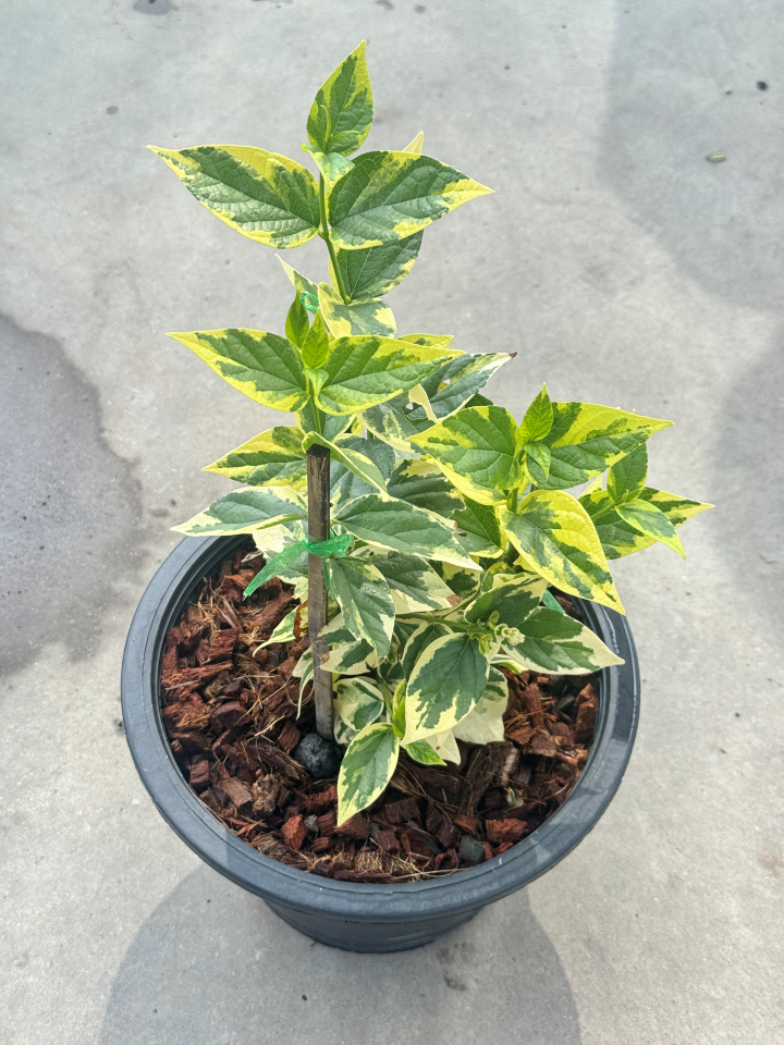 กรรณิการ์  กรรณิกาด่าง กระถาง 11 นิ้ว เป็นไม้ไทย