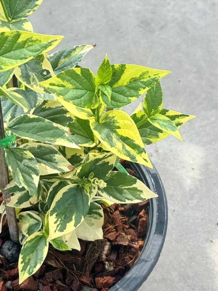 กรรณิการ์  กรรณิกาด่าง กระถาง 11 นิ้ว เป็นไม้ไทย