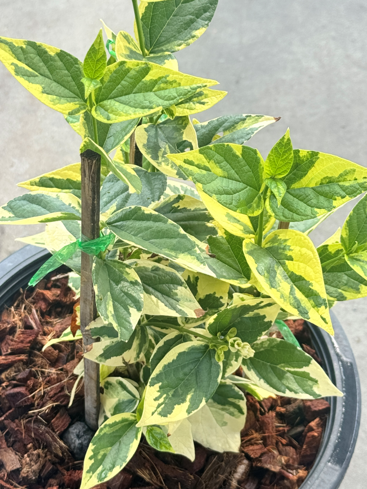 กรรณิการ์  กรรณิกาด่าง กระถาง 11 นิ้ว เป็นไม้ไทย