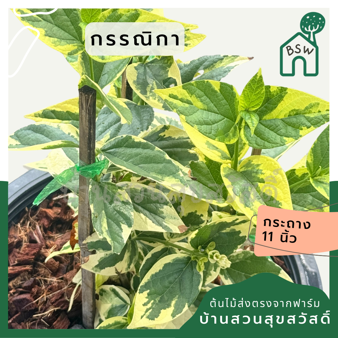 กรรณิการ์  กรรณิกาด่าง กระถาง 11 นิ้ว เป็นไม้ไทย