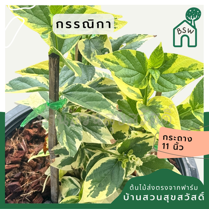 กรรณิการ์  กรรณิกาด่าง กระถาง 11 นิ้ว เป็นไม้ไทย