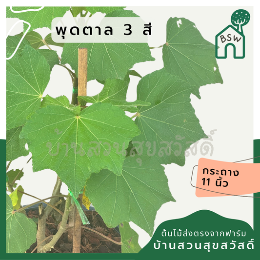 กรรณิการ์  กรรณิกาด่าง กระถาง 11 นิ้ว เป็นไม้ไทย