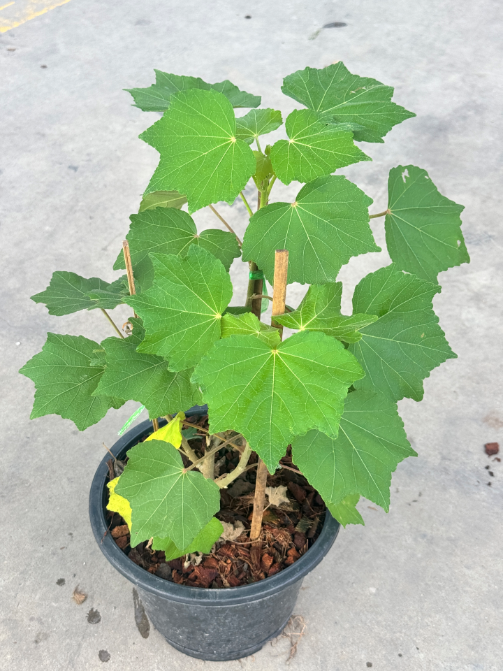 กรรณิการ์  กรรณิกาด่าง กระถาง 11 นิ้ว เป็นไม้ไทย