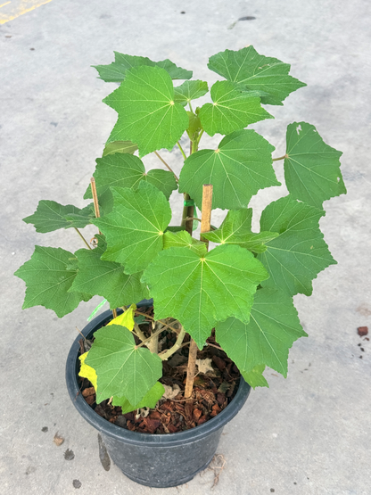 กรรณิการ์  กรรณิกาด่าง กระถาง 11 นิ้ว เป็นไม้ไทย