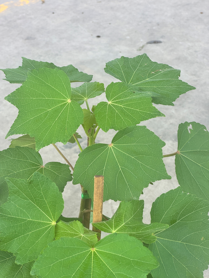 กรรณิการ์  กรรณิกาด่าง กระถาง 11 นิ้ว เป็นไม้ไทย