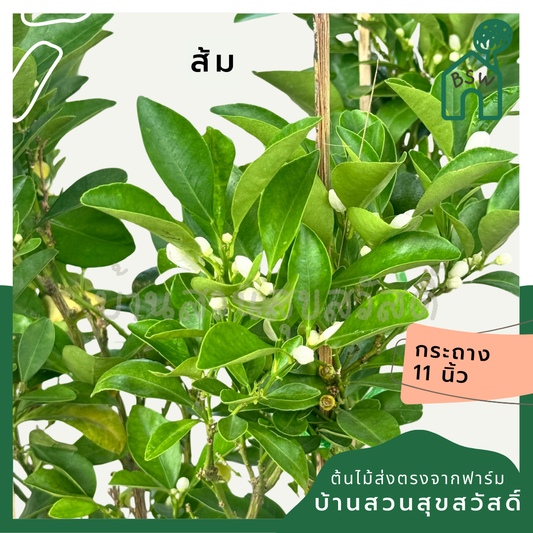 ต้นส้มจี้ด ต้นส้ม มีหลายขนาด 5 นิ้ว - 11 นิ้ว