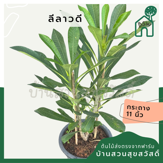 พุด 2 in 1  กระถาง 11 นิ้ว เป็นไม้ไทย