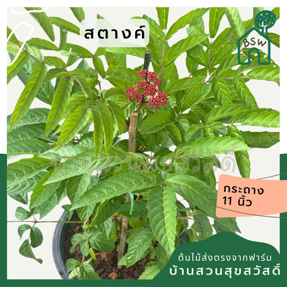 ต้นสตางค์ ต้นกะตัง กระถาง 11 นิ้ว เป็นไม้ไทย