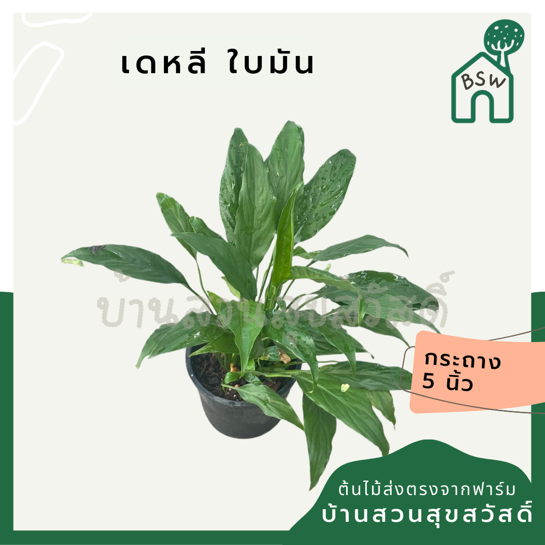 เดหลีใบมัน | Spathiphyllum 'Mina' | ไม้ฟอกอากาศ ไม้ดอกในร่ม | พร้อมกระถาง 5 นิ้ว
