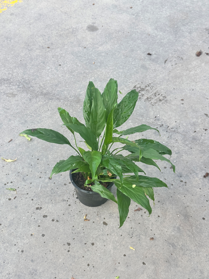 เดหลีใบมัน | Spathiphyllum 'Mina' | ไม้ฟอกอากาศ ไม้ดอกในร่ม | พร้อมกระถาง 5 นิ้ว