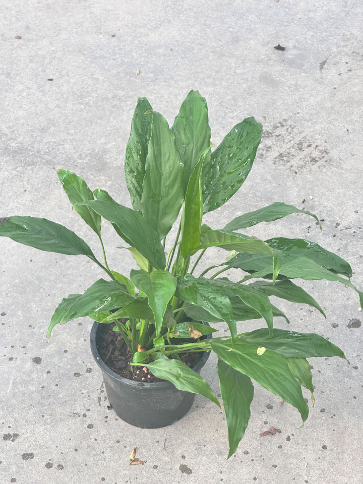 เดหลีใบมัน | Spathiphyllum 'Mina' | ไม้ฟอกอากาศ ไม้ดอกในร่ม | พร้อมกระถาง 5 นิ้ว