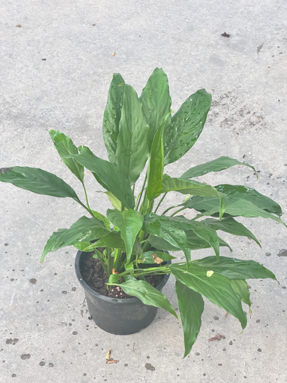 เดหลีใบมัน | Spathiphyllum 'Mina' | ไม้ฟอกอากาศ ไม้ดอกในร่ม | พร้อมกระถาง 5 นิ้ว