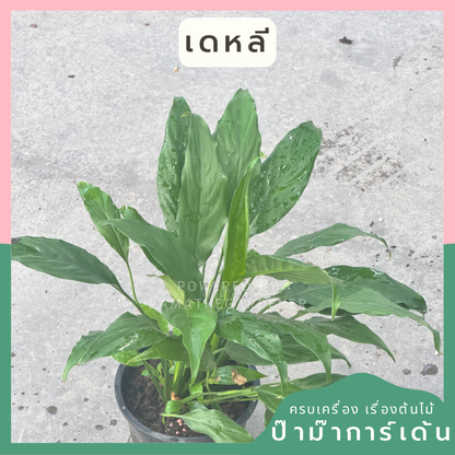 เดหลีใบมัน | Spathiphyllum 'Mina' | ไม้ฟอกอากาศ ไม้ดอกในร่ม | พร้อมกระถาง 5 นิ้ว