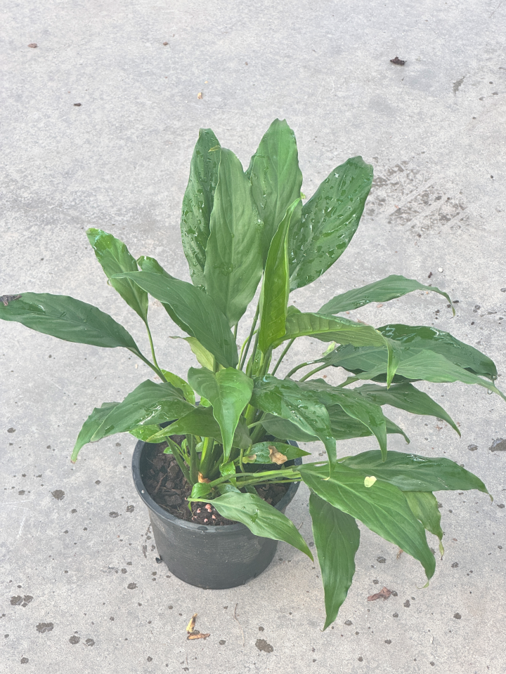 เดหลีใบมัน | Spathiphyllum 'Mina' | ไม้ฟอกอากาศ ไม้ดอกในร่ม | พร้อมกระถาง 5 นิ้ว